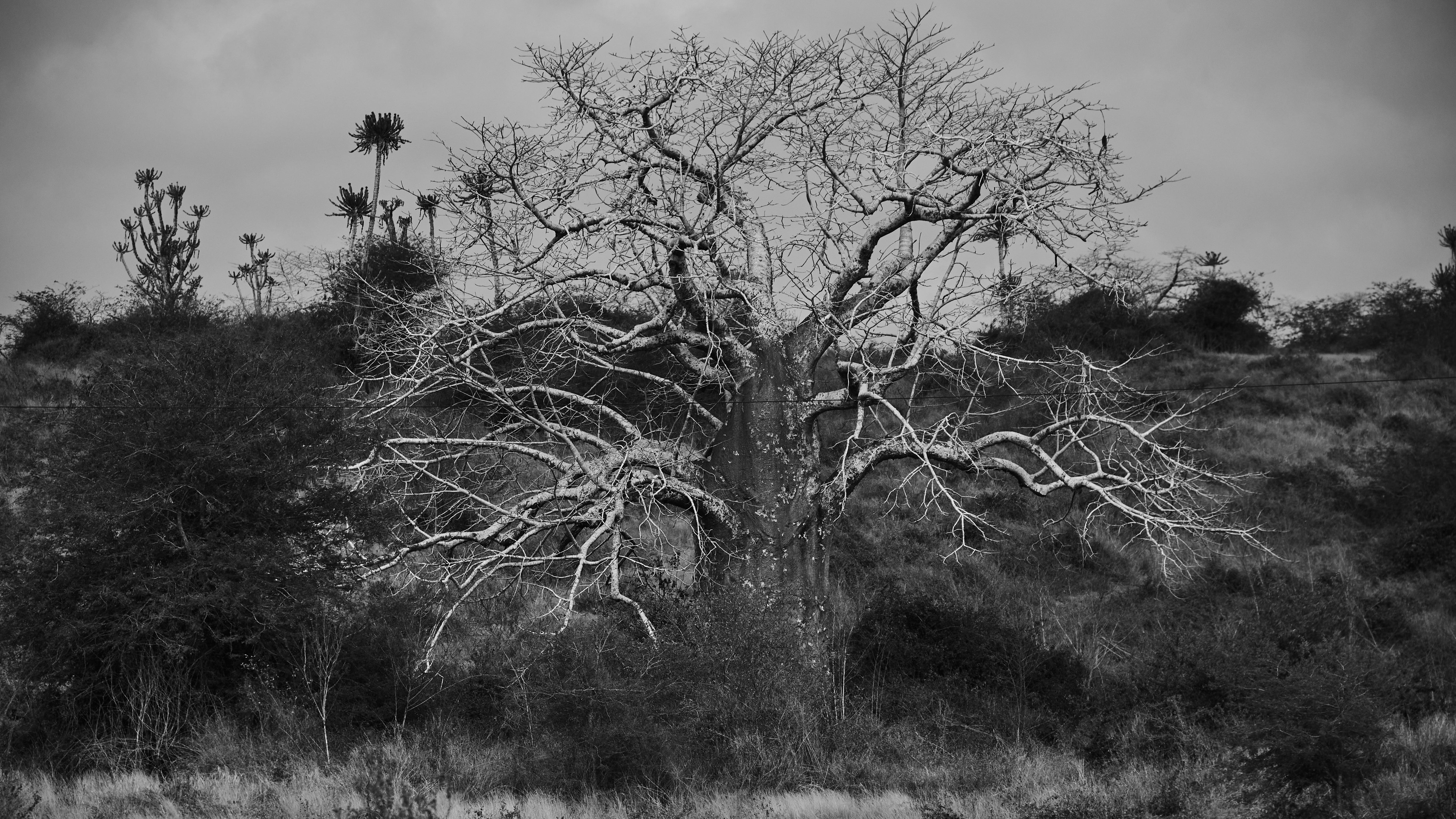 Collective Consciousness: Field Notes from Angola.