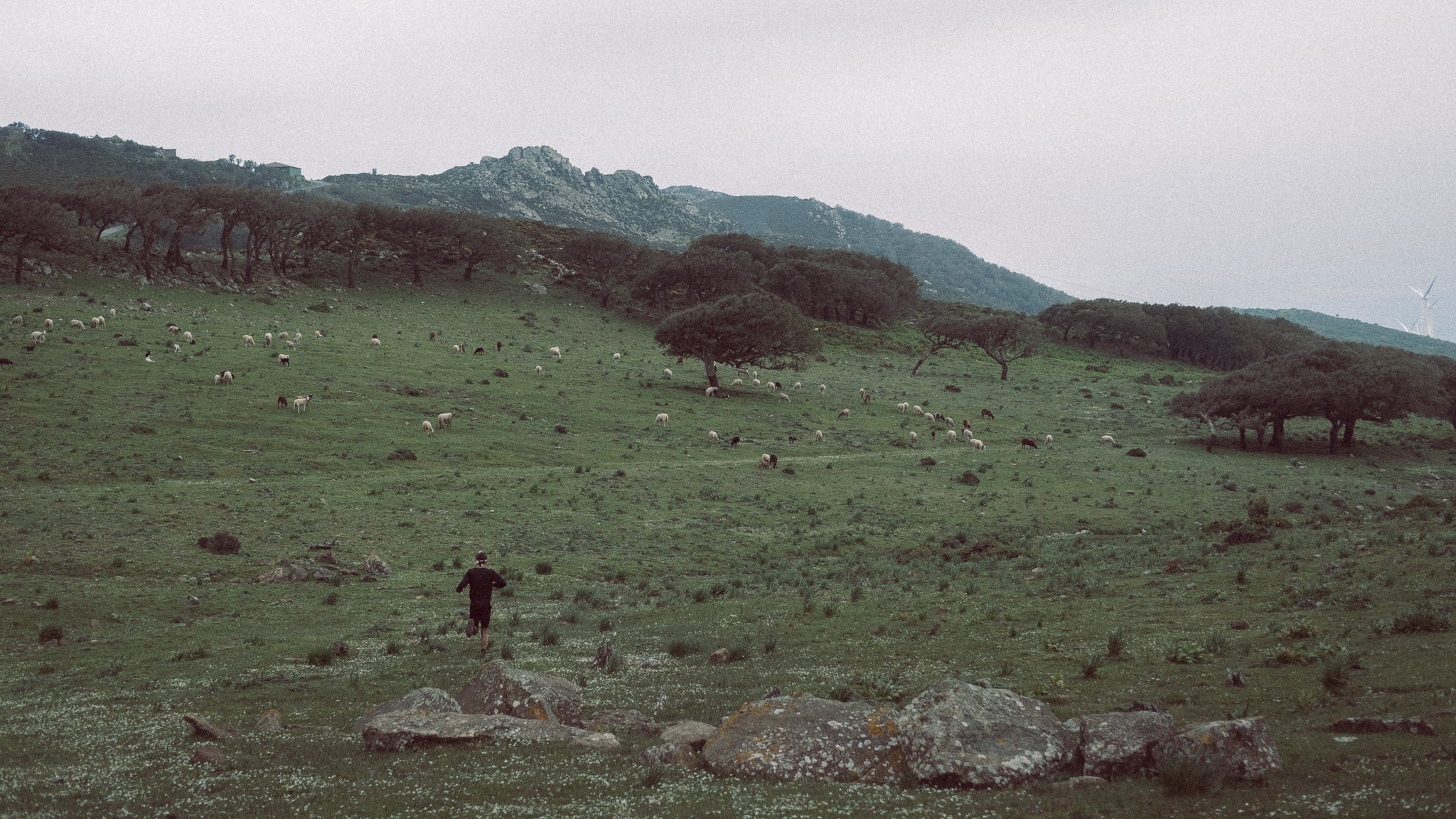 The Sound of Sheep ...